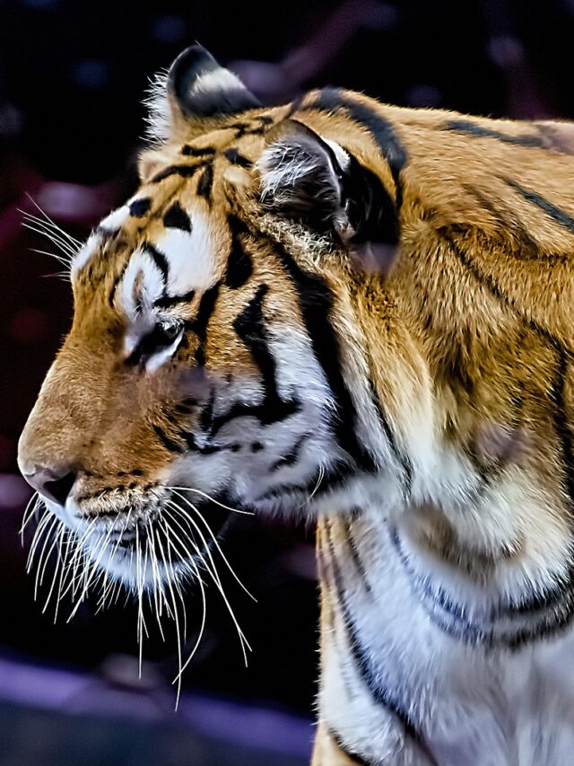 History of International Tiger Day