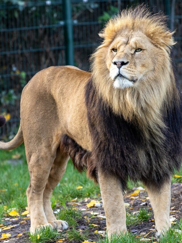 10 amazing fact about lion